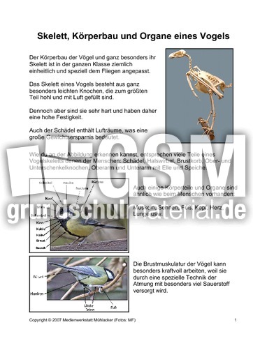 Skelett-Körperbau-Organe-1.pdf